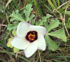 Hibiscus trionum (flower-of-an-hour, bladder hibiscus, bladder ketmia, bladder weed, modesty, puarangi, shoofly, venice mallow, flower of an hour)