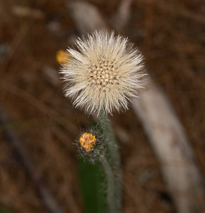 Hieracium caespitosum (field hawkweed, yellow hawkweed, meadow hawkweed, king devil, yellow paintbrush, devil’s paintbrush, yellow devil, yellow fox-and-cubs, yellow king-devil)