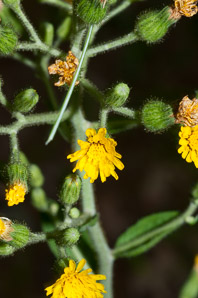 Hieracium gronovii (Gronovius’ hawkweed, hairy hawkweed, queendevil, beaked hawkweed)
