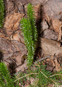 Huperzia selago (northern firmoss, fir clubmoss)