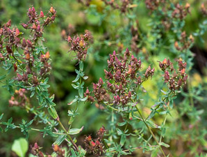 Hypericum perforatum (St. John’s wort, common St. John’s wort, common St. Johnswort)