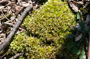Hypnum cupressiforme (cypress-leaved plaitmoss, hypnum moss)