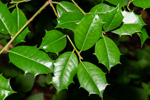 Ilex opaca (American holly)