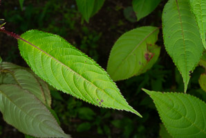 Impatiens glandulifera (Himalayan balsam, kiss-me-on-the-mountain, ornamental jewelweed)