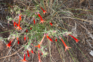 Ipomopsis aggregata (scarlet gilia, scarlet trumpet, skyrocket)
