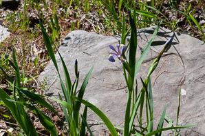 Iris prismatica (slender blue flag, blue flag, slender blue iris)