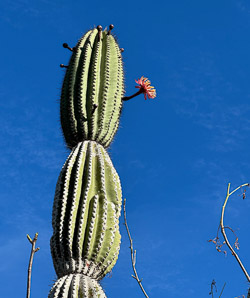 Jasminocereus thouarsii (candelabra cactus)