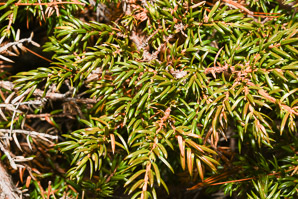 Juniperus communis (berkshire common juniper, common juniper, ground juniper)