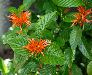 Justicia spicigera (Mexican honeysuckle, mohintli, firecracker bush, orange plume flower)