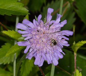 Knautia arvensis (field scabious, blue buttons, field scabiosa)