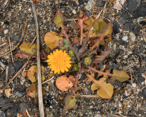 Krigia virginica (dwarf dandelion, Virginia dwarfdandelion)
