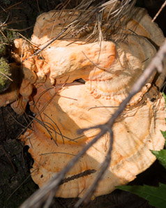 Laetiporus sulphureus (sulphur shelf, chicken of the woods, chicken mushroom, chicken fungus)