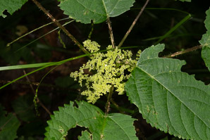 Laportea canadensis (wood nettle, Canadian woodnettle)
