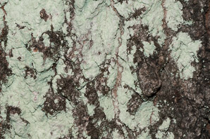 Lecanora thysanophora (mapledust lichen)