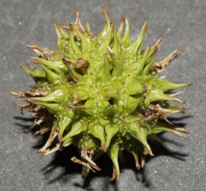 Liquidambar styraciflua (American sweetgum, redgum, sweetgum, starleaf-gum)