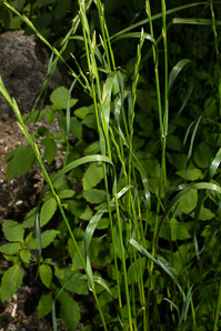 Lolium perenne (perennial ryegrass, English ryegrass, winter ryegrass, ray grass)
