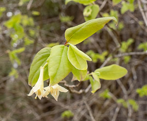Lonicera L. (honeysuckle)