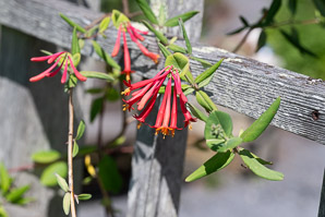 Lonicera sempervirens (trumpet honeysuckle, coral honeysuckle, woodbine)