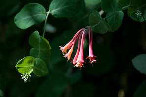 Lonicera sempervirens (trumpet honeysuckle, coral honeysuckle, woodbine)