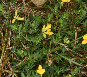 Lotus corniculatus (bird’s foot trefoil, bird’s-foot trefoil)
