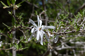 Magnolia stellata (star magnolia)