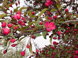 Malus ⨉ (Japanese crab apple)