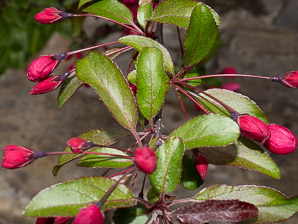 Malus ⨉ (Japanese crab apple)