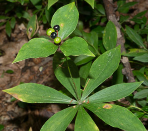 Medeola virginiana (Indian cucumber-root, Indian cucumber)