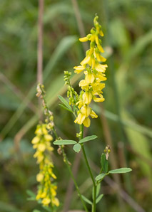 Melilotus officinalis (white sweet clover, yellow sweet clover, sweet clover, sweetclover)