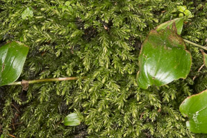Mnium hornum (swan’s-neck thyme-moss, horn calcareous moss)