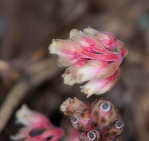 Monotropa hypopithys (pinesap, Dutchman’s pipe, yellow bird’s-nest, false beech-drops)