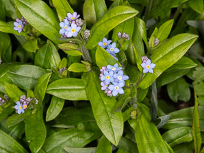 Myosotis scorpioides (forget-me-not, true forget-me-not)