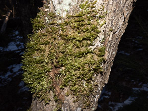 Neckera pennata (shingle moss, neckera moss)