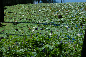 Nymphaea odorata (fragrant water lily, beaver root, American white waterlily)