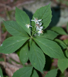 Oclemena acuminata (whorled wood aster, mountain aster, sharp-leaved aster)