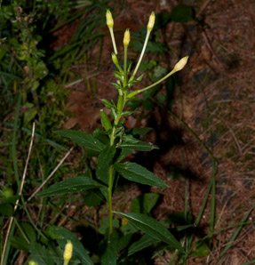 Oenothera parviflora (small-flowered evening-primrose, northern evening primrose)