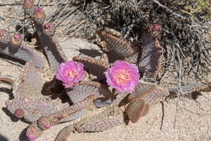 Opuntia basilaris (beavertail cactus, beavertail pricklypear)