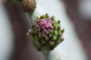 Opuntia ficus-indica (Indian fig, Barbary fig)
