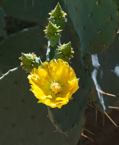 Opuntia phaeacantha (desert prickly pear, tulip prickly pear, brown-spine prickly pear, tulip pricklypear)