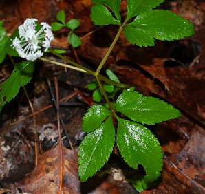 Panax trifolius (dwarf ginseng)