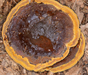 Phaeolus schweinitzii (velvet-top fungus, dyer’s polypore, dyer’s mazegill, brown-cubical butt rot, red-brown butt rot)