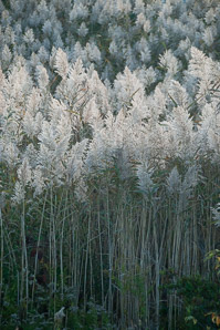 Phragmites australis (phragmites, common reed)