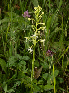 Platanthera lacera (green fringed orchid, ragged orchid, green fringed ochid)