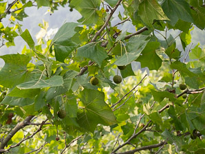 Platanus occidentalis (American sycamore, sycamore)
