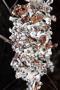 Platismatia tuckermanii (crumpled rag lichen, Tuckerman’s ragged lichen)