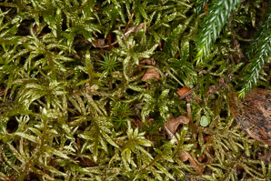 Pleurozium schreberi (Schreber’s moss, feather moss, red-stemmed feather moss, Schreber’s big red stem moss)