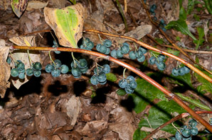 Polygonatum biflorum (smooth Solomon’s-seal, King Solomon’s-seal, great Solomon’s seal, smooth Solomon’s seal)