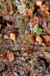 Polygonella articulata (sand jointweed, coastal jointweed)
