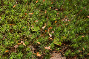 Polytrichum commune (common haircap moss, haircap moss, polytrichum moss)