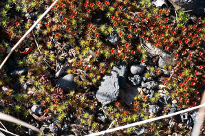 Polytrichum juniperinum (juniper hair cap, juniper polytrichum moss)